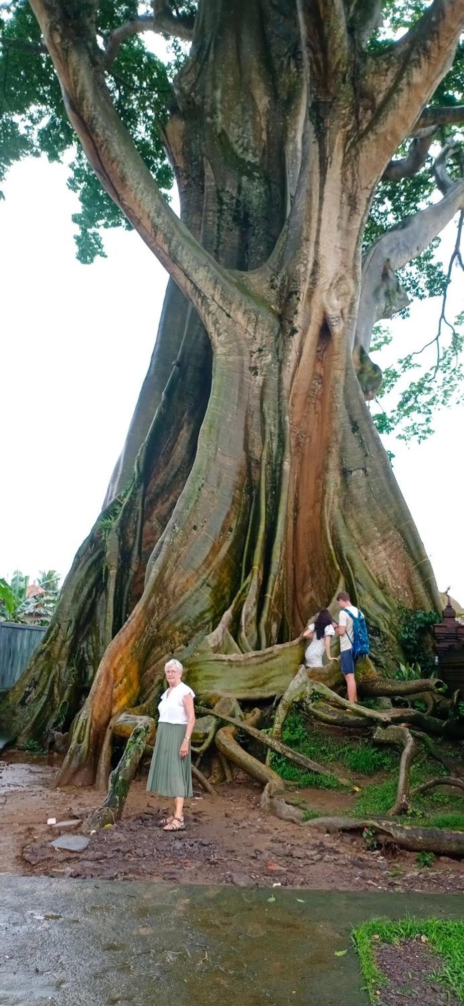 Mon Rêve * Ubud